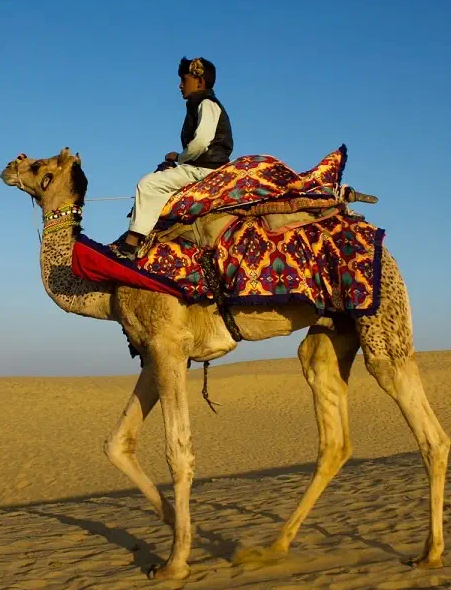 Jaisalmer Desert Camps for Solo Travelers
