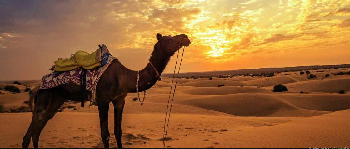 Jaisalmer Desert Camps for Solo Travelers: An Oasis of Adventure and Solitude